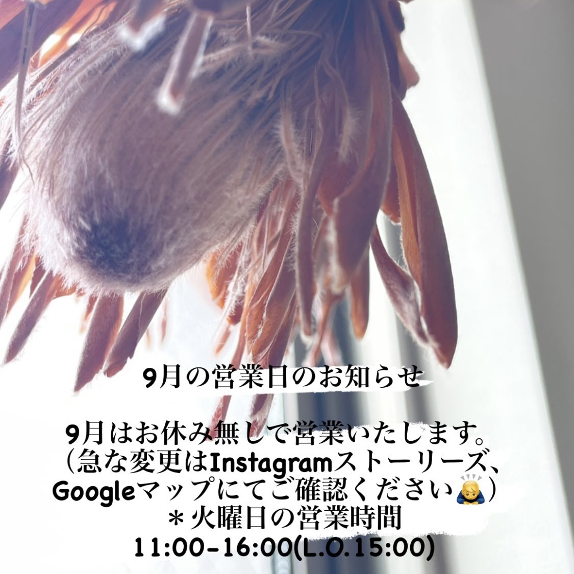 【DIORAMA CAFE】
９月は休まず営業いたします。
火曜日は11:00〜16:00(L.O.15:00)となりますのでご注意ください。
＊急な変更がある場合は、
公式InstagramまたはGoogleマップにてご確認下さい🙇

#池袋カフェ　
#DIORAMACAFE
#パンケーキ