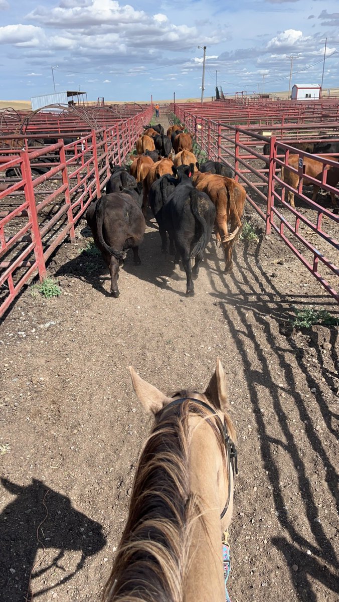 TinaV049's tweet image. That time of year again. 1004 yearlings tomorrow @ noon. Mankota stockmens #fallrun