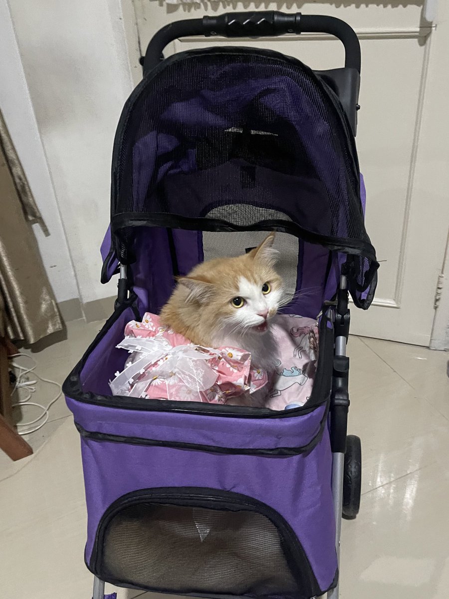 halo aku kucing tweet media