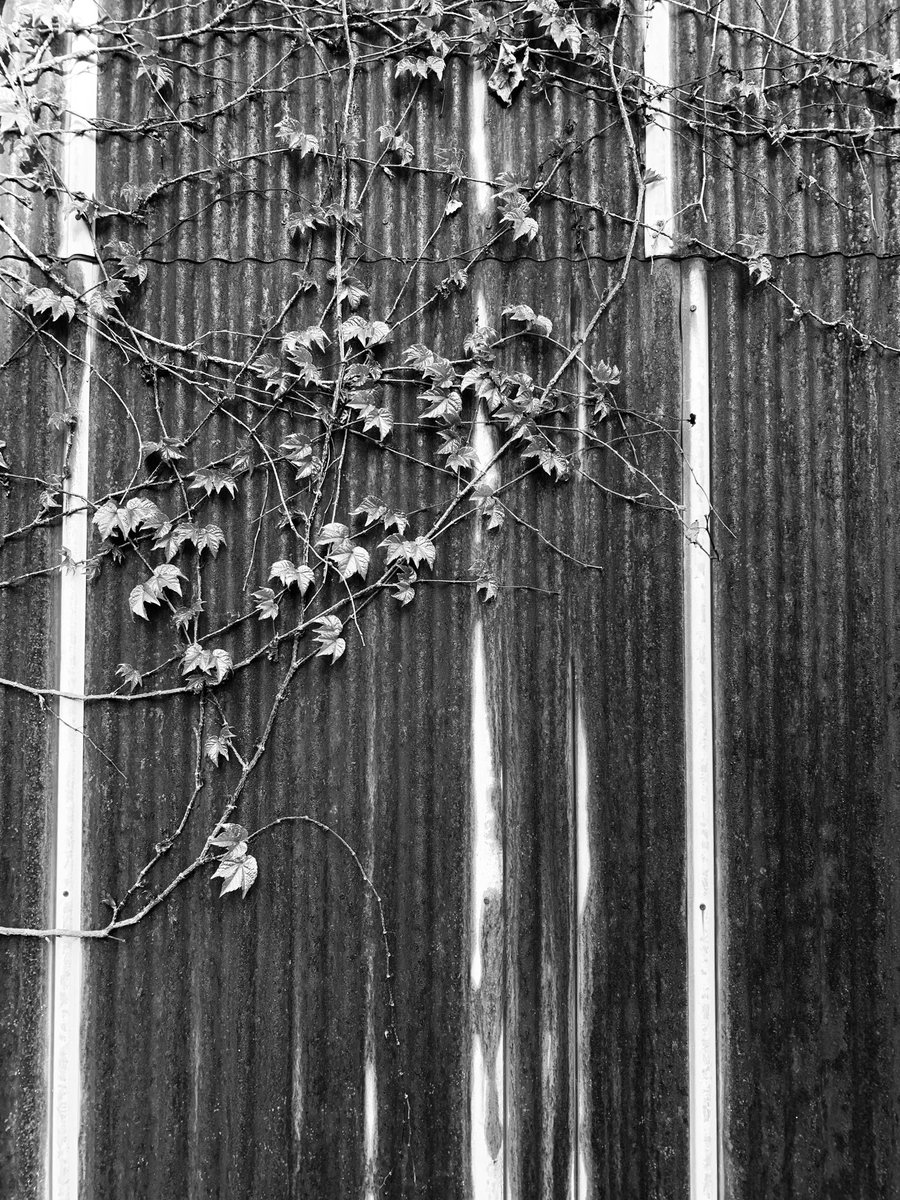 HiroTakeuchi's tweet photo. Rusty wall.

#rustywall
#rust
#wall
#ivy
#トタン
#錆
#蔦
#monochromephotograph
#blackandgrayphoto https://t.co/eZzC0hRqIz