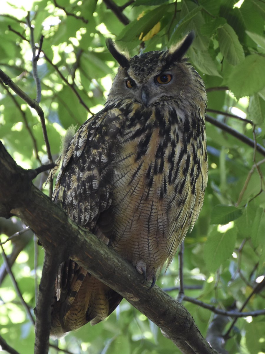 Today August 31, Flaco in Central Park.

#birdcpp