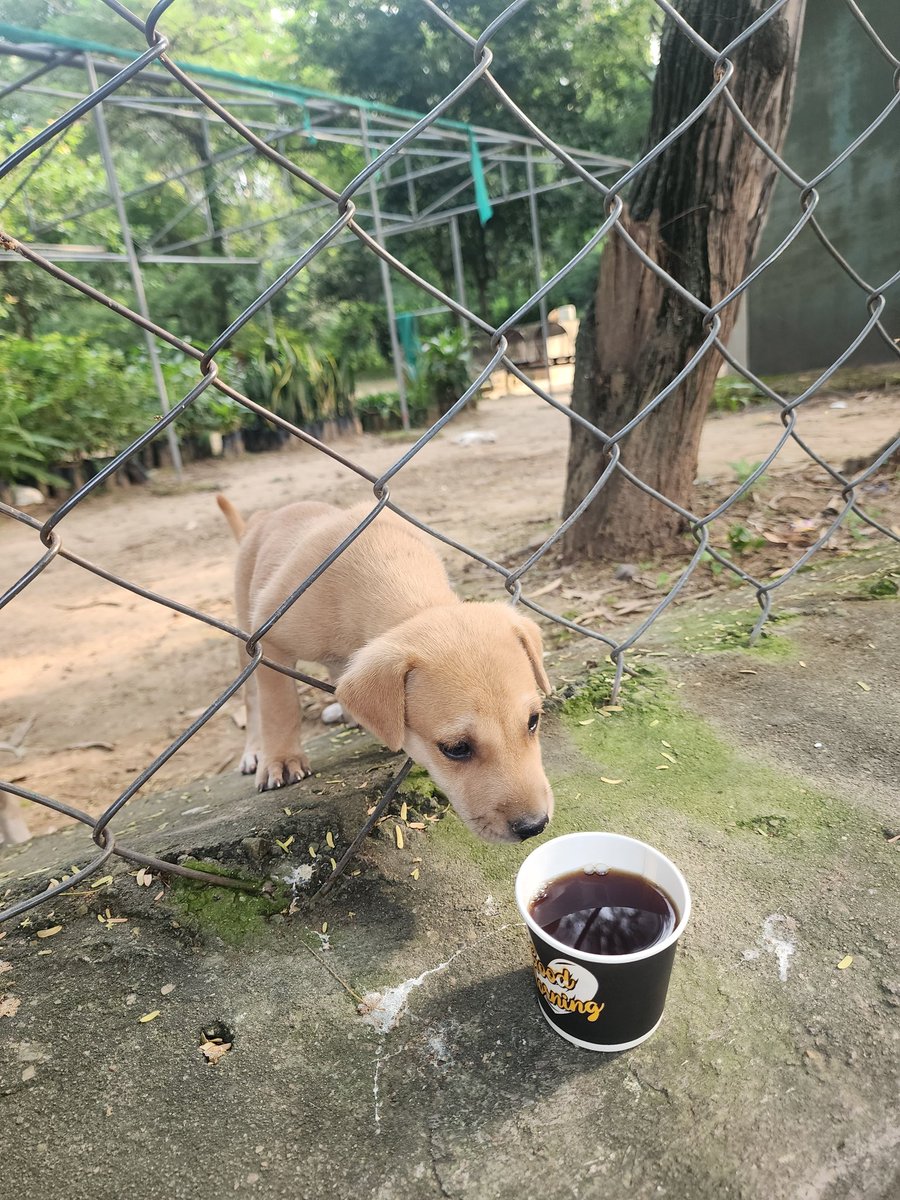 चाय सबको चाहिए