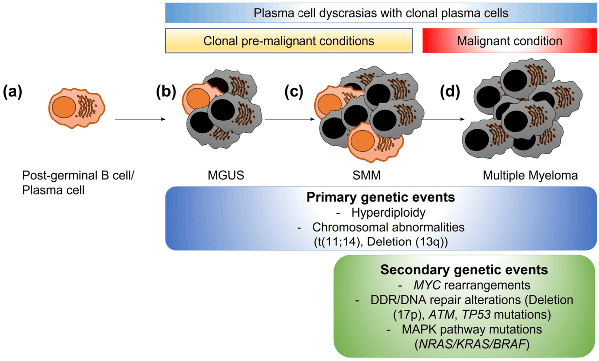 Encyclopedia_X's tweet photo. 📰 Mutations and Biomarkers of DNA Damage in Myeloma
👨🎓 Joshua Galloway, Cole Petrilla, Ruchi Kudalkar, et al.
🔗 https://t.co/mDUsAL3s5d
@AjHematology @ASH_hematology
#multiplemyeloma #DNAdamageresponse #DNArepair https://t.co/yxziLz0XU7