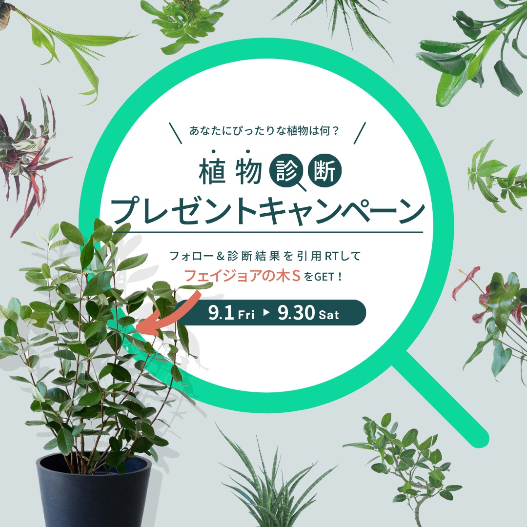 andplants_jp's tweet photo. ／／   
フォロー＆植物診断結果の引用RT で当たる
プレゼントキャンペーン🎉   
＼＼   

抽選でAND PLANTSのフェイジョアの木 Sを
2名様にプレゼント
https://t.co/2M3Xyoopq5

【応募方法 】
①@andplants_jpをフォロー
②診断結果をスクショ&amp;引用RT　https://t.co/W6HSSZMS8r

〆切9月30日(土)まで https://t.co/MgFeF4Owo5
