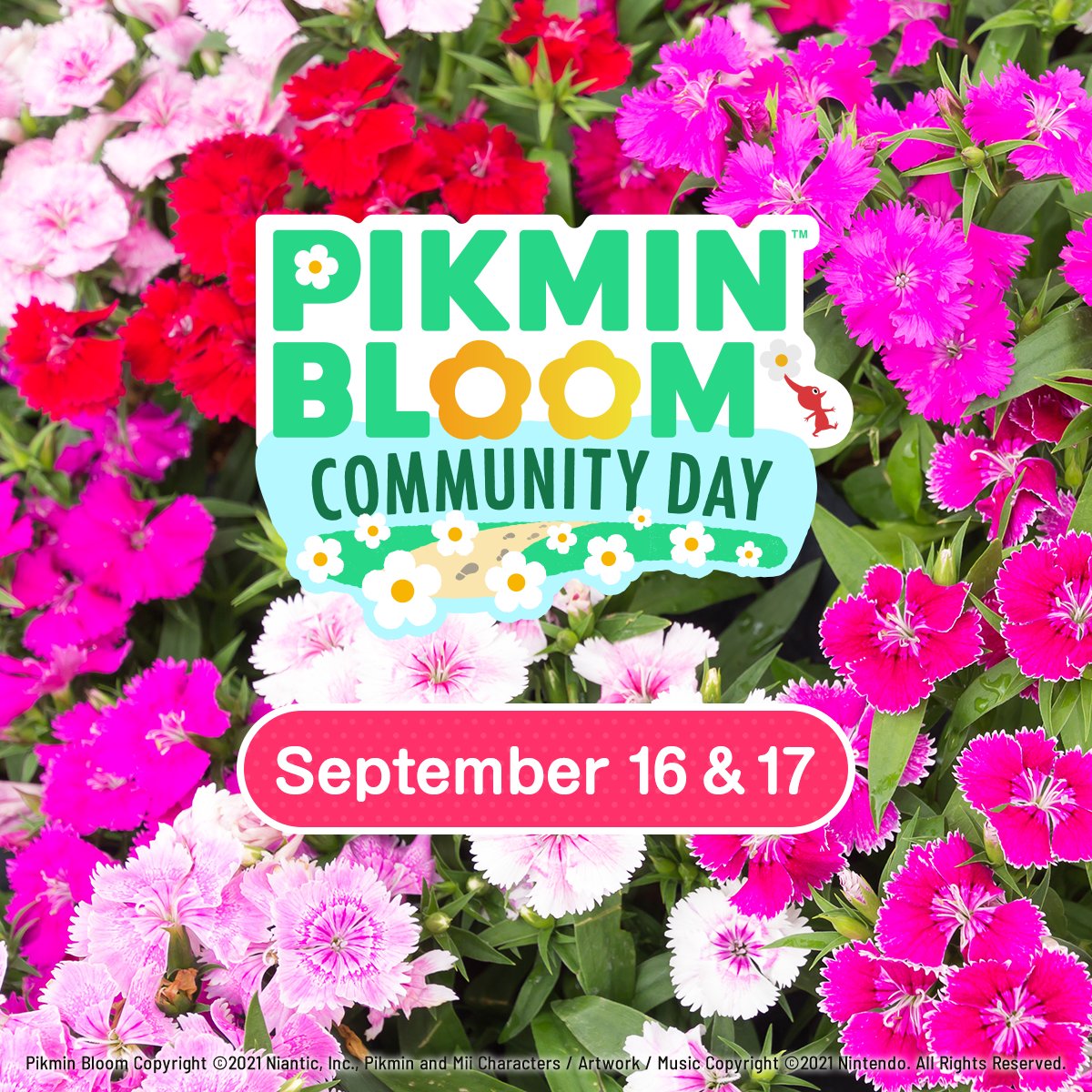 PikminBloom's tweet photo. Next #CommunityDay will be held on September 16th and 17th 📢

Completing your #10KWalkWithPikmin on either day gets you the Dianthus Flower Badge ✨

May you enjoy a flowerful walk, wherever you are in the world 🌸

https://t.co/o4nlks4JCi

#PikminBloom https://t.co/yI7CzhBeVk