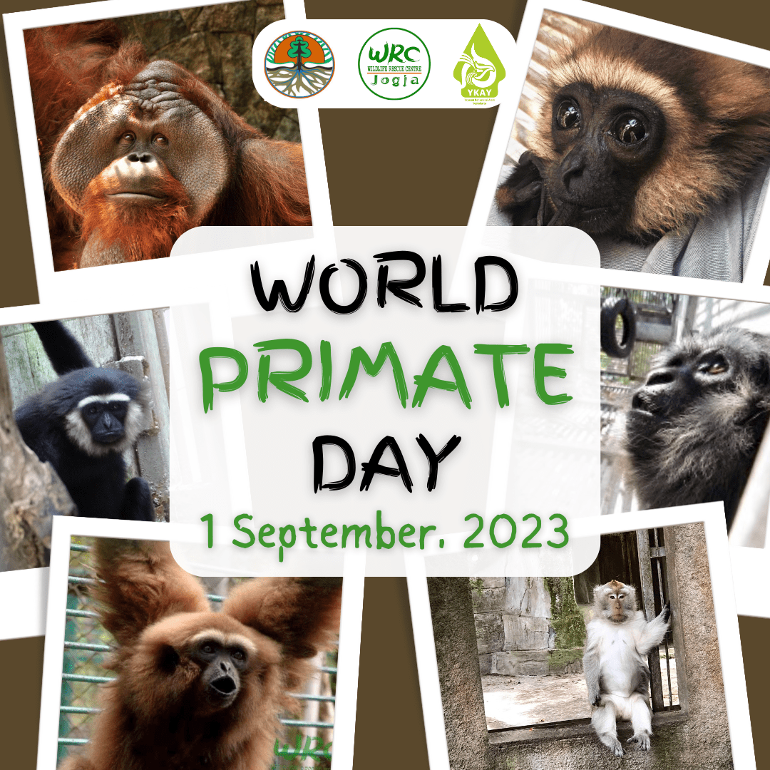 WRC__jogja's tweet photo. 🌍🐒 Happy #WorldPrimatesDay! Let's swing into action and protect these incredible creatures. 💚 Spread awareness, support conservation efforts, and remember: we share 98% of our DNA with them! #PrimatePower https://t.co/IWtgqmjaXF