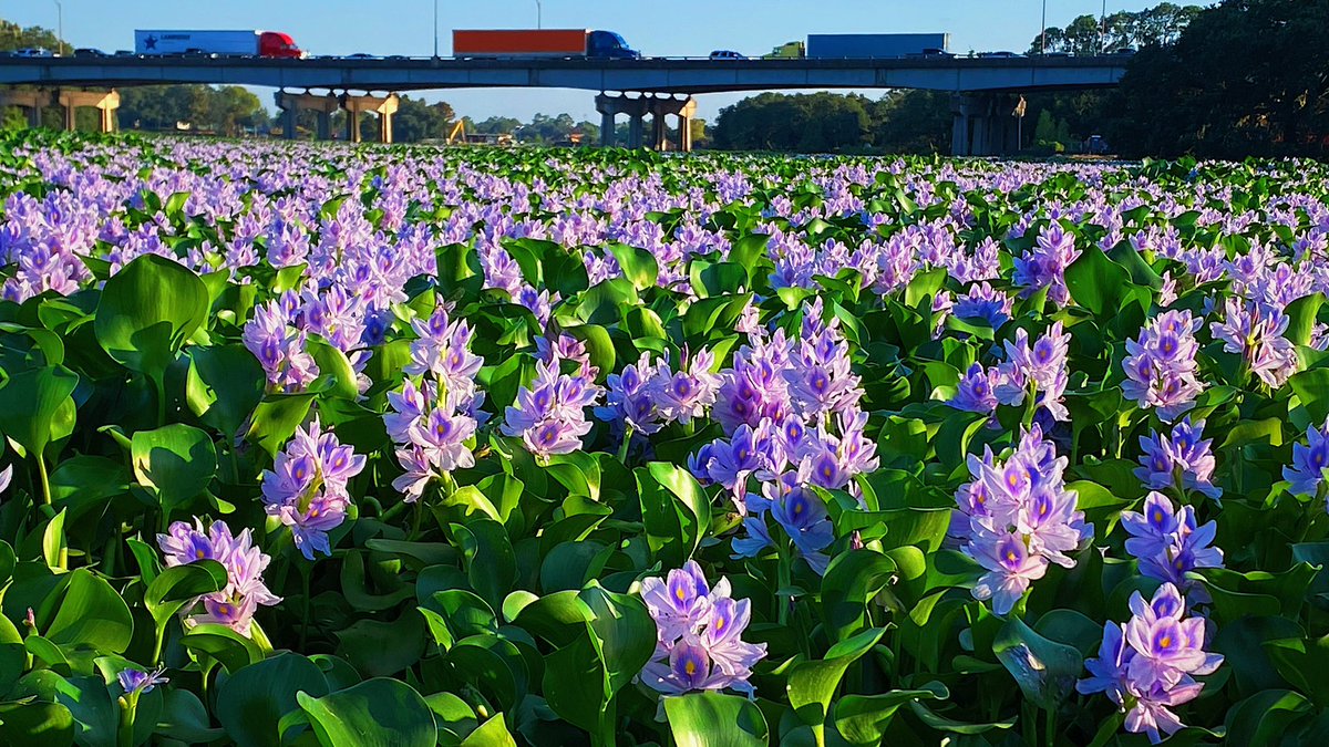 Something so bad can still be so beautiful 😳 #WaterHyacinth #InvasiveSpecies #LSU #Nature #Louisiana