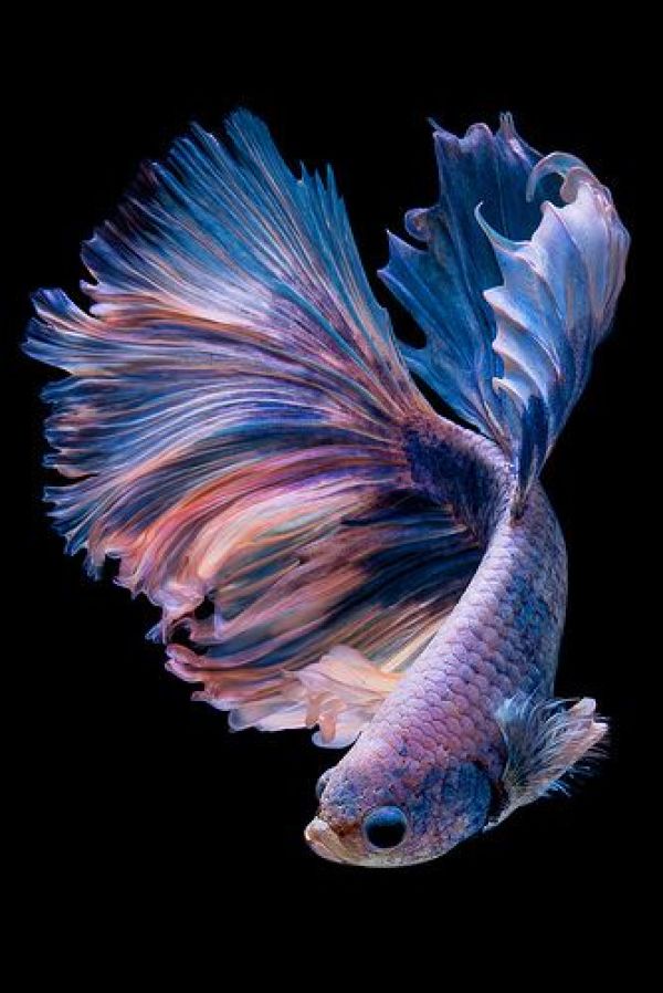 Betta fish