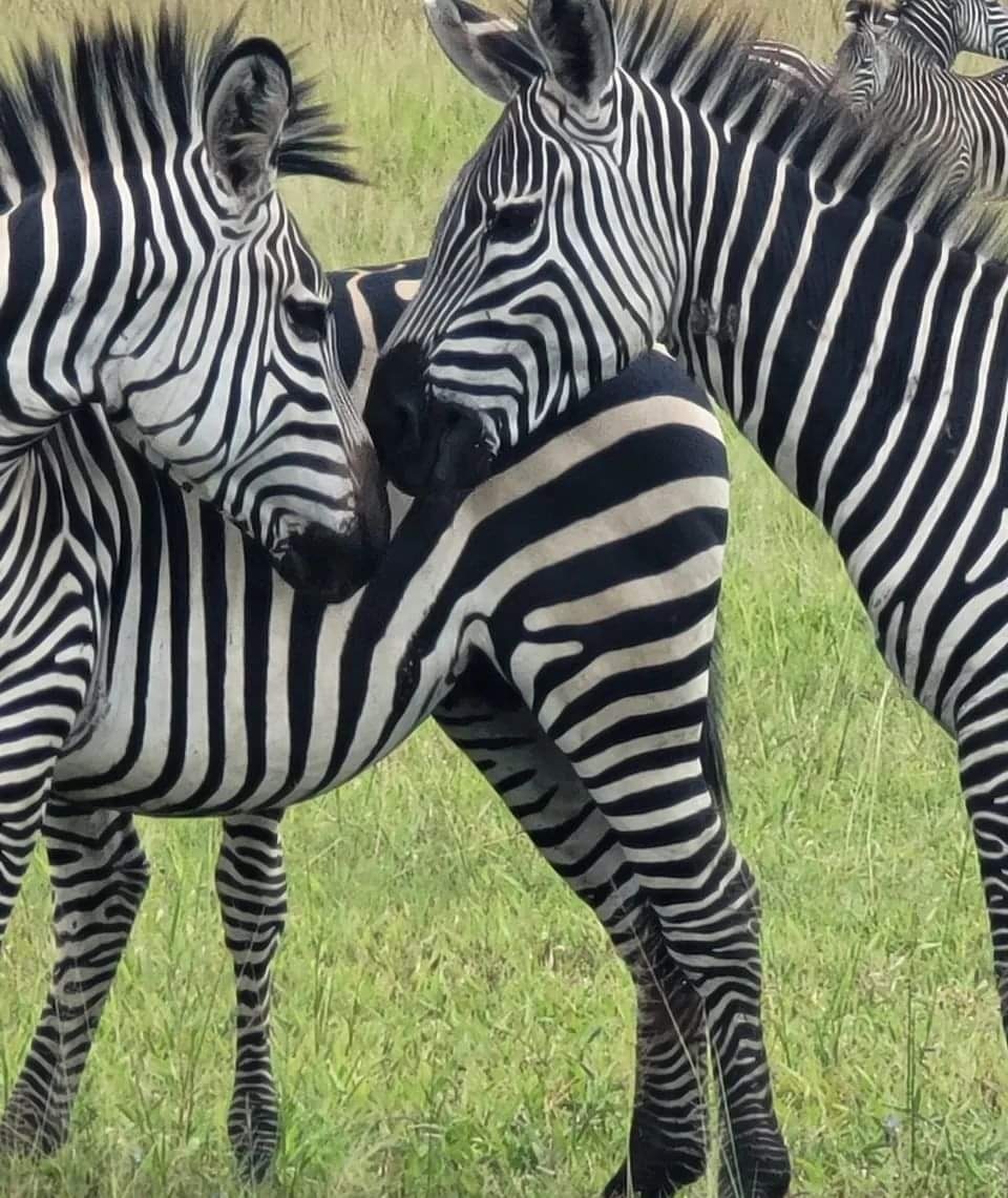 EXPERIENCE ZANZIBAR TOURS AND SAFARIS (@ezanzibar) on Twitter photo 