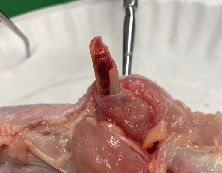 Honoring students' ideas for investigations is so critical in the figuring out process.  

See their progress with questioning ➡️brainstorm of possible investigation ideas ➡️do the most logical investigation➡️what's next based on all that blood inside the bone?  <a href="/OpenSciEd/">OpenSciEd</a>