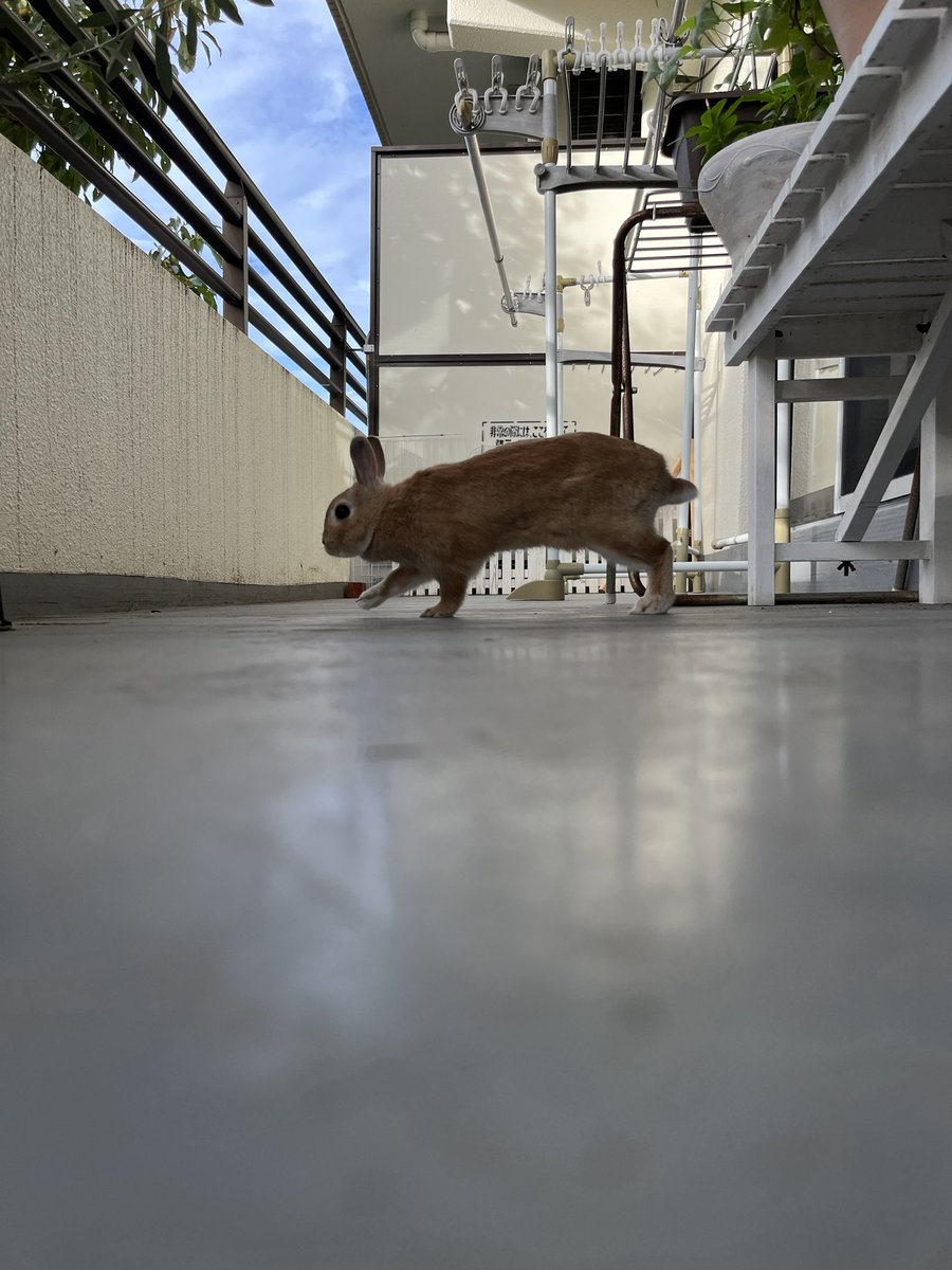 ベランダのあっちこっちを確認中🐰❗️
本日もベランダ異常なしです✨