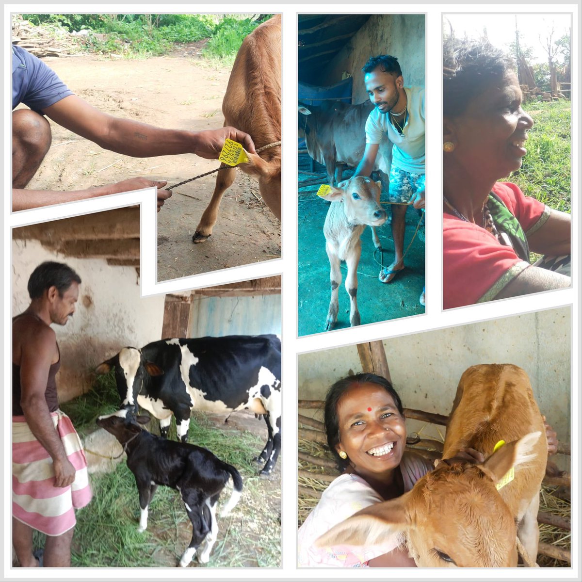 IASTripathiCG's tweet photo. कृत्रिम गर्भाधान से उत्पन्न संतति,
*PAIW
#ImmenseSatisfaction @KankerDistrict @JashpurDist #AnimalBreedImprovement #ProgressiveFarmers #NAIP #ABIP @VibhagCg @Dept_of_AHD #Tagging https://t.co/nRyhT99uQ4