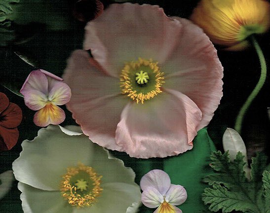 Celeste Sterling tweet media