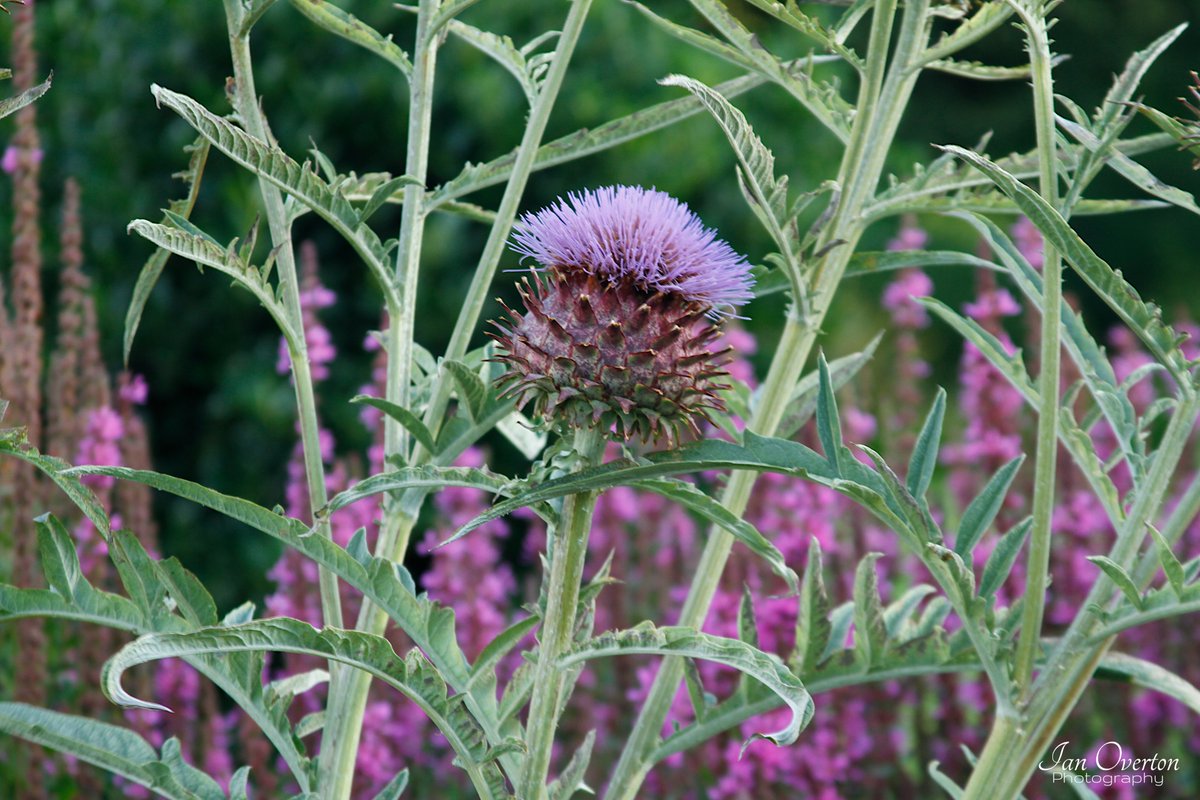 Ian Overton tweet media