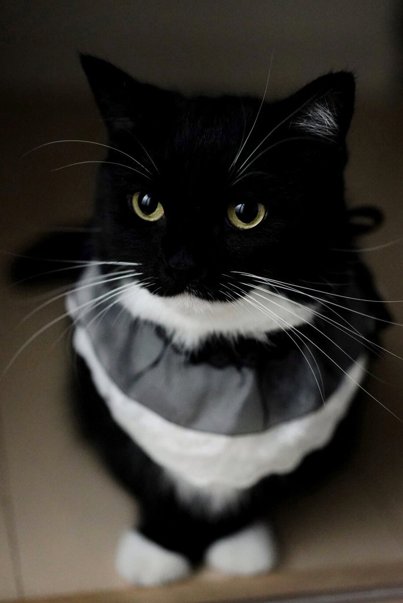 I'm Uni :3 tweet media