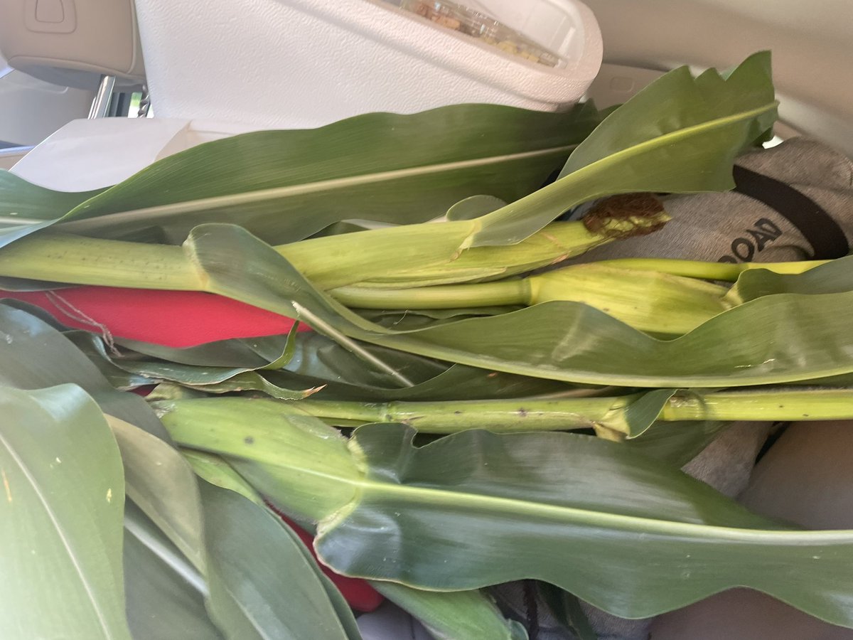 HighnessCelina's tweet photo. BRB gonna go do some things to someone with corn. It’s got the juice! https://t.co/gulfad0Tlb