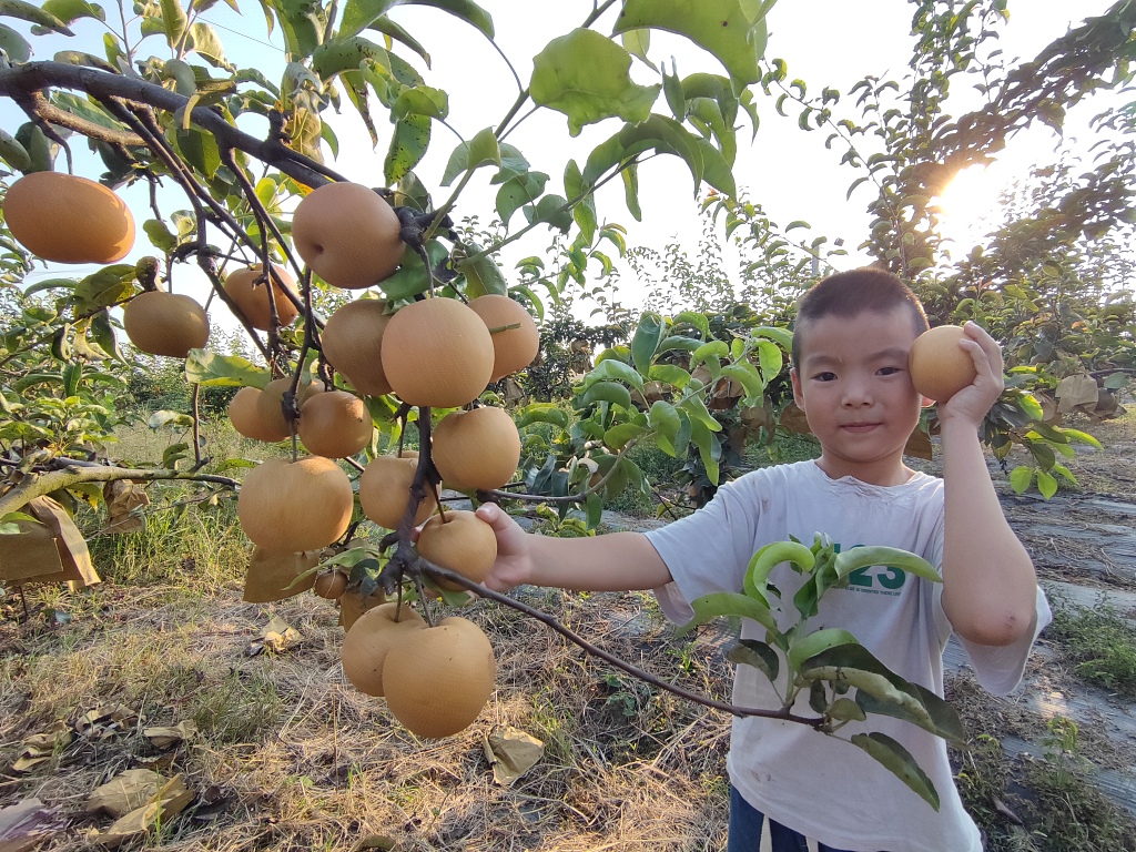 ChinaDaily's tweet photo. Visitors are enjoying some autumn fun picking pears in Xiaogan, Hubei. #ruralvitalization #harvest https://t.co/otVzIZ111g