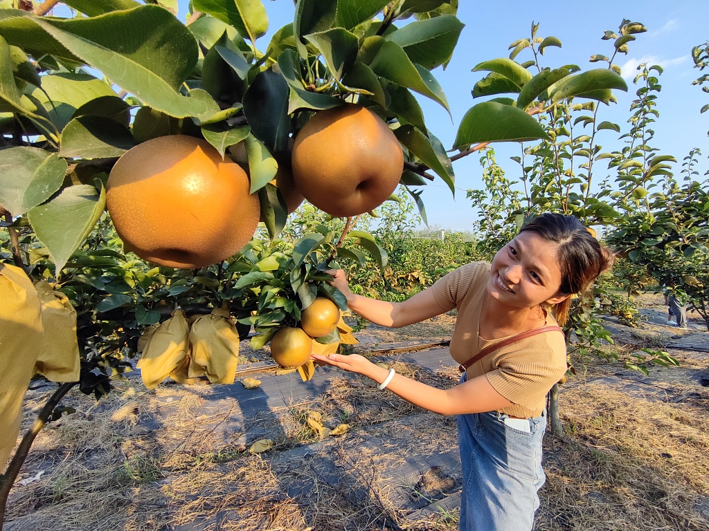 ChinaDaily's tweet photo. Visitors are enjoying some autumn fun picking pears in Xiaogan, Hubei. #ruralvitalization #harvest https://t.co/otVzIZ111g