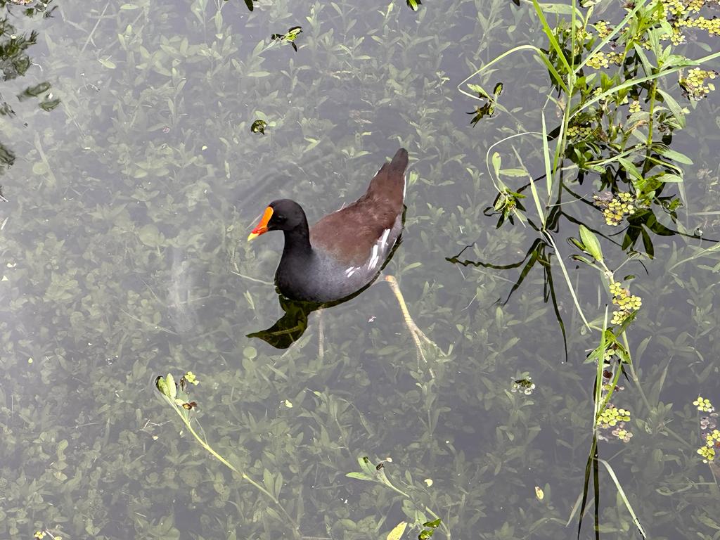 Zabethma's tweet photo. #Tampa, you can find a good  pictures. #Florida #duck https://t.co/c6sGReHk3g