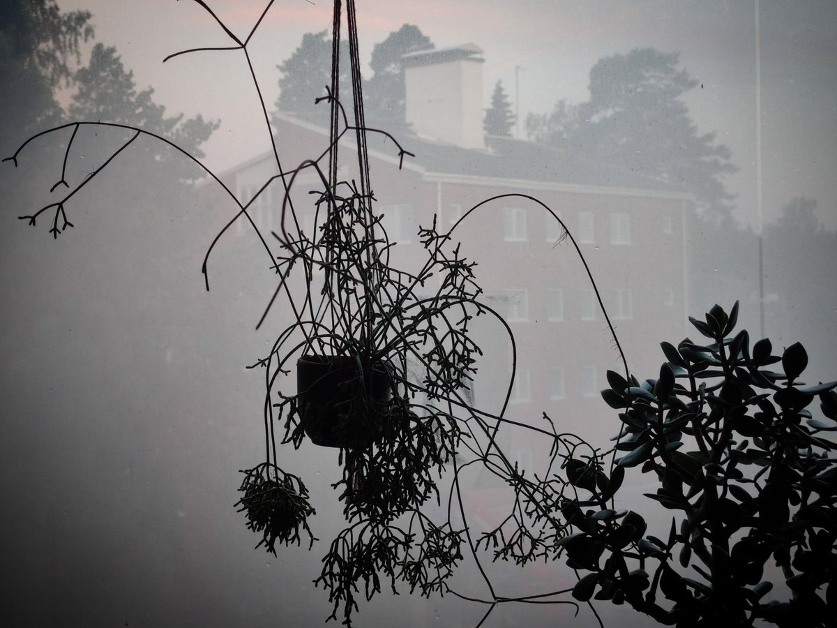 pi_talaslahti's tweet photo. Windows with frost
New morning
Nothing changes
where is the diamond
parallel
#nature #frost #parallelworld #democracy #showroom #garden #plants #botanical #fashion #art #power #spirit #forest #naturephotography #designer #multidesigner #florist #gardener #fashiondesigner https://t.co/hIzT0Qls3y