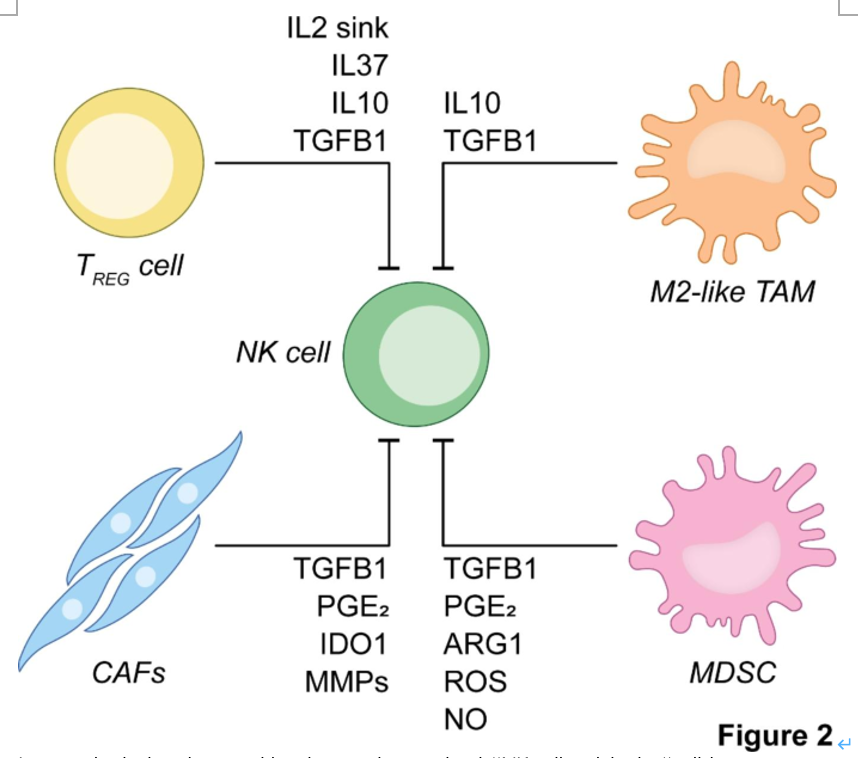 Immunological and stromal barriers against optimal #NK cell activity in #solidtumors
#Phenomics #tumor #molecularcancer
 molecular-cancer.biomedcentral.com/articles/10.11…