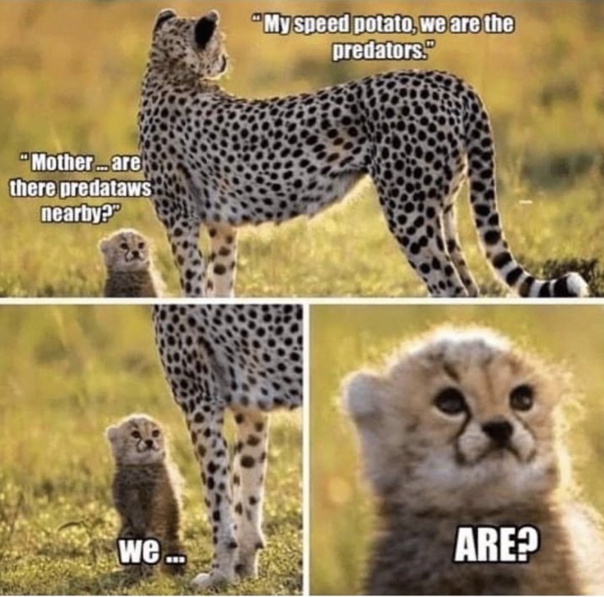 Predataws