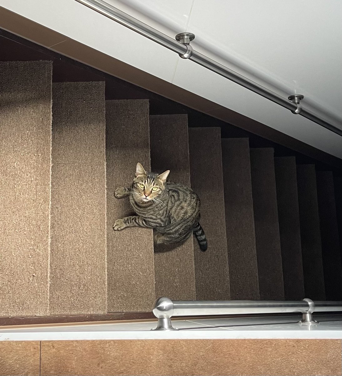 Ku4Kirera's tweet photo. こう見えて、おててあるある座り
 #猫のいる生活 https://t.co/72L57eg1bI