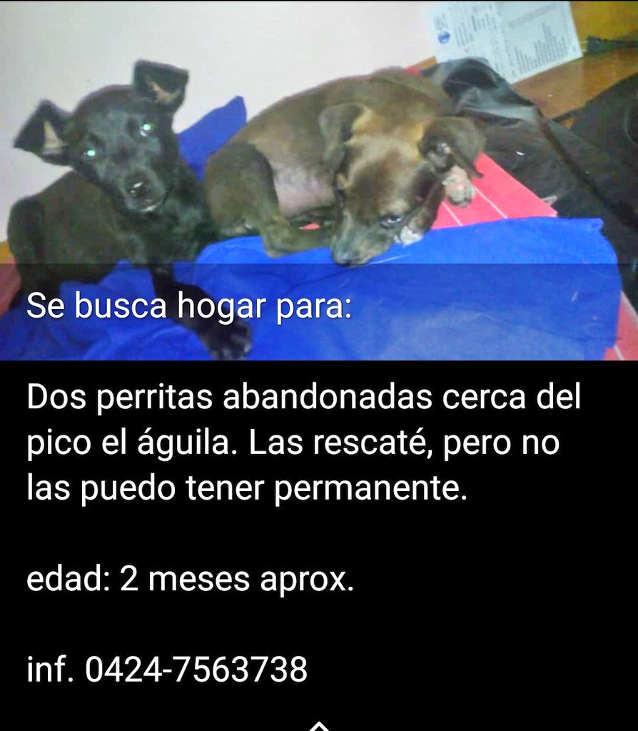 Mary_Jar's tweet photo. Vía Whatsapp/ #Difundo
Se busca un hogar responsable para estas criaturitas que fueron víctimas del abandono.
Su rescatista no puede quedarse con ellas...
Atención! #Mérida
Gracias por difundir.
@PerroUsuario https://t.co/BwQm19zkm5