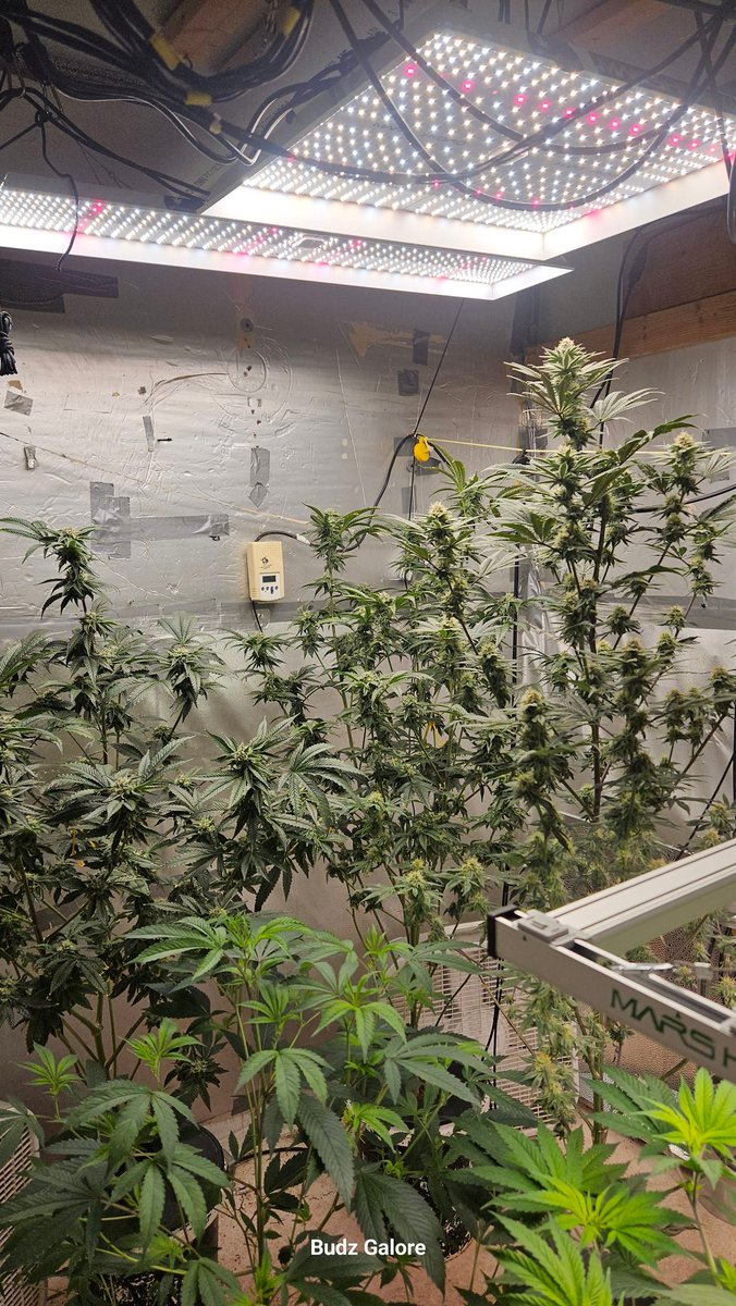 n2xtx's tweet image. My room is Lit by @MarsHydroLight, the newest light is a #marshydroFCE4800. All these light perform great. I have them daisychained together for easy control. If you need a light, the #FCE4800 is inexpensive light with a lot of advanced features and great coverage. @Henry117_