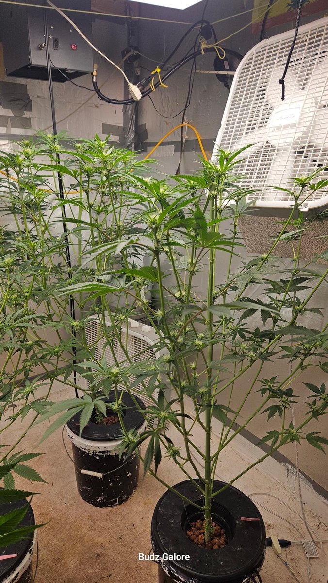 n2xtx's tweet image. My room is Lit by @MarsHydroLight, the newest light is a #marshydroFCE4800. All these light perform great. I have them daisychained together for easy control. If you need a light, the #FCE4800 is inexpensive light with a lot of advanced features and great coverage. @Henry117_