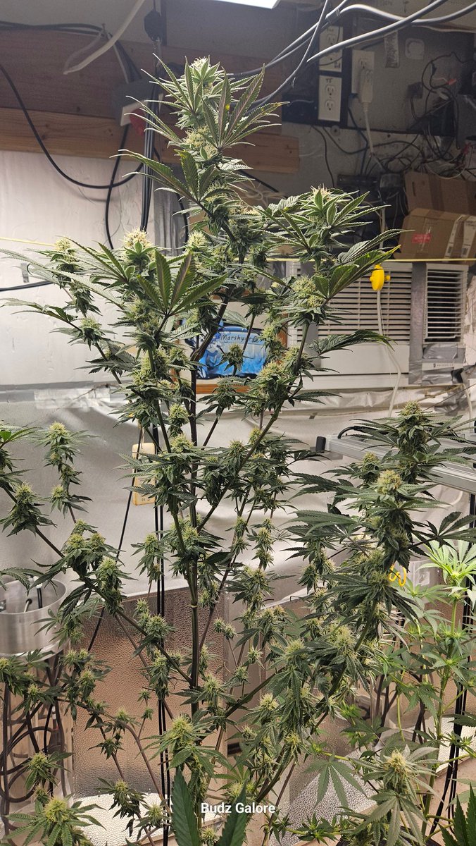 n2xtx's tweet image. My room is Lit by @MarsHydroLight, the newest light is a #marshydroFCE4800. All these light perform great. I have them daisychained together for easy control. If you need a light, the #FCE4800 is inexpensive light with a lot of advanced features and great coverage. @Henry117_