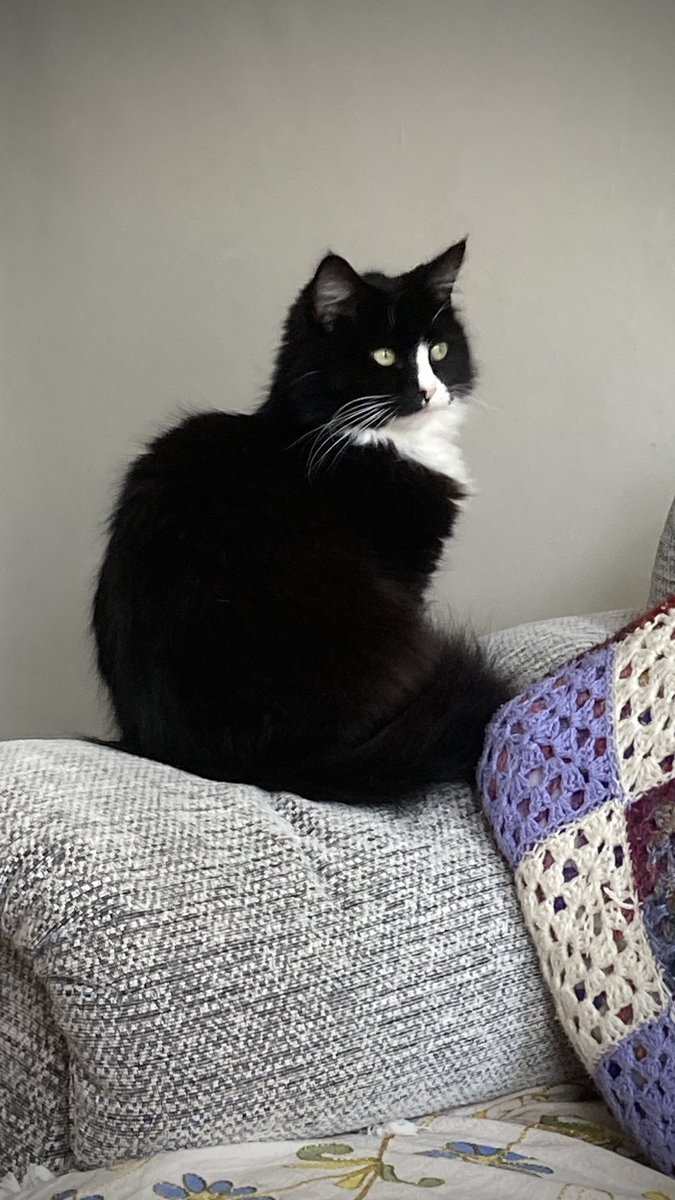 swefnsedge's tweet photo. Our new little housemate.. https://t.co/h3a8DYcD4s