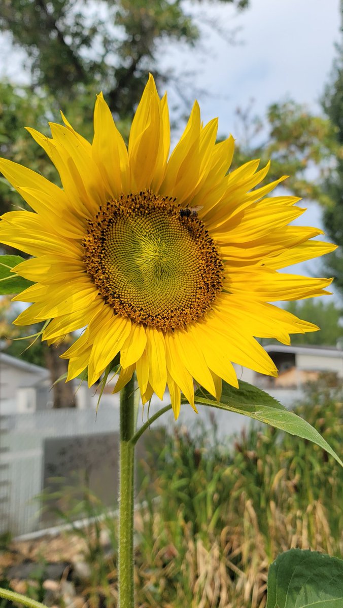 My beautiful sunflowers are blooming 🌻☺️