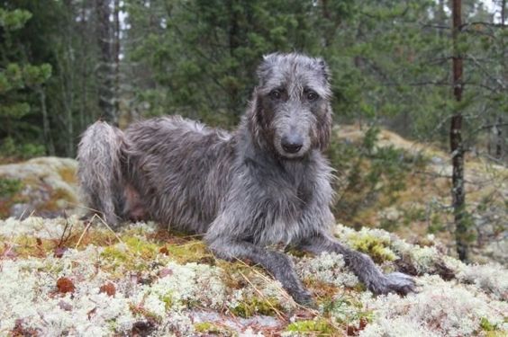 athen_aether's tweet photo. I keep alluding to 'I can assign any ffxiv character a dog' did I ever explain to you the heavensward elf quartet tho

Haurche: Irish wolfhound
Estinien: borzoi (I know we all know)
Y'sayle: saluki
Aymeric: flat-coated retriever https://t.co/EE1pMfDaW8
