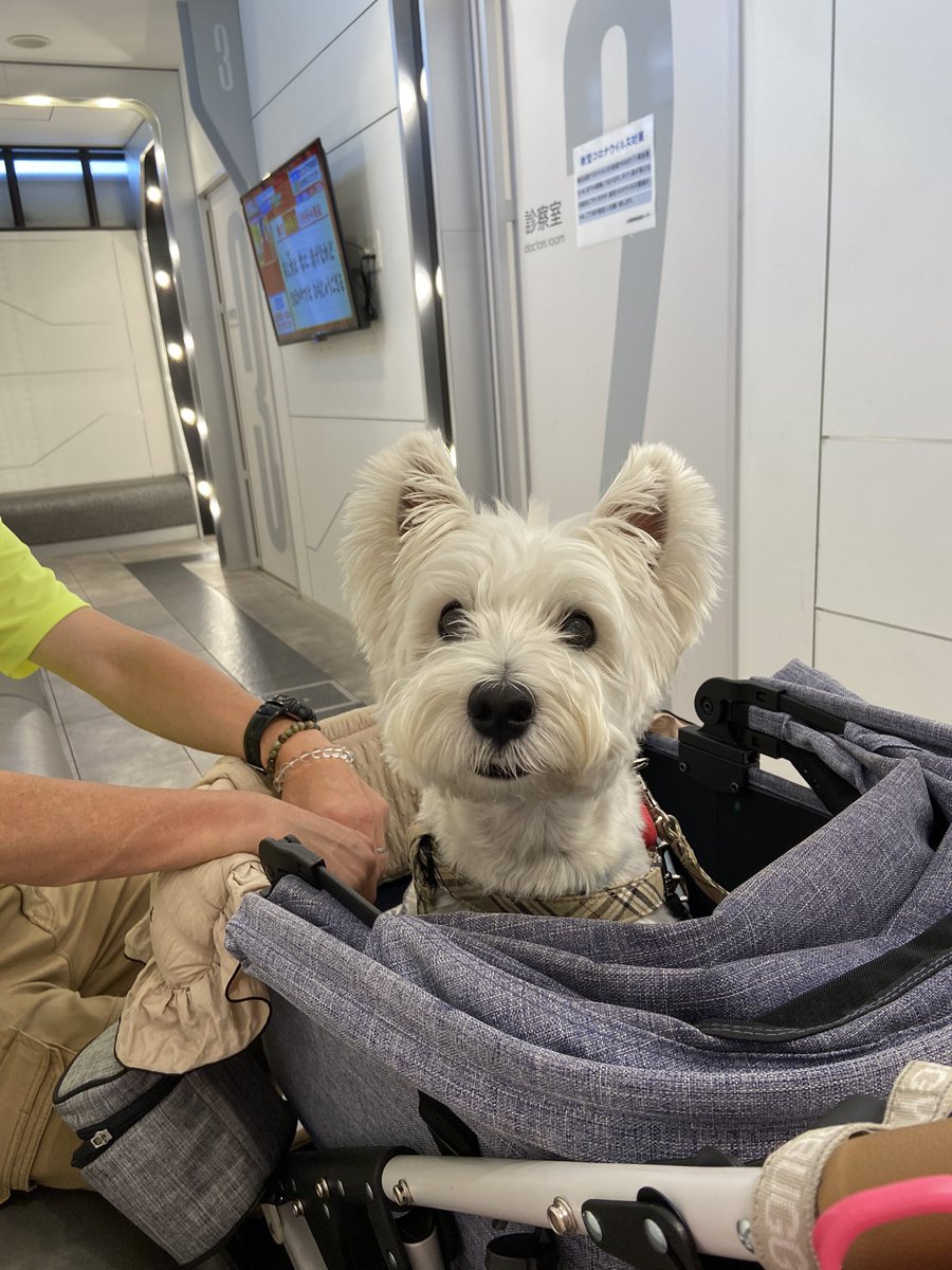 ステロイドを減らしてからジワジワ下がっていたアルブミン値…でも漢方の先生の治りますと言ってくれた言葉を頼りに不安との戦いでしたが、今日血液検査で、正常値近くまで上がってくれました🥲
東洋、西洋医学どちらの先生も良くして頂いてます🍀*゜
トップも頑張ってます🐶
ありがとうございます