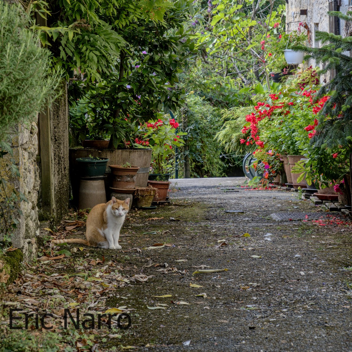 enarrodata's tweet photo. A #cat #photography in #Issigeac. https://t.co/ugDsMrGUl3