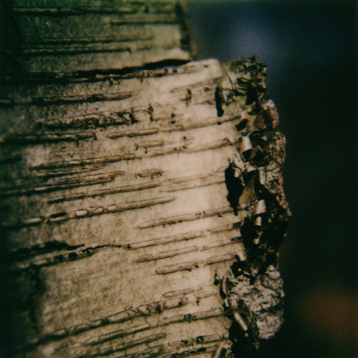 H_C's tweet photo. A bit of an unscheduled coverage and a call for support in "defraying some steep medical bills following a hospitalization" of Thomas Meluch (@pioulard), with this pay-what-you-wish release, "Vigil (live from La Berceuse)": https://t.co/1ZDW9jkcRc

Thanks to @blackknoll for info. https://t.co/xg5cJYBSKQ