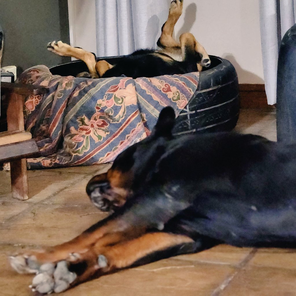 Rottdoglife's tweet photo. I'm not here to impress people, I'm here to enjoy life. 😉 🐕 #rottweilerdoglife #dogs #impression #life #love #live  #rottweilers #Twitter #instagram https://t.co/vMBKuyB3NS
