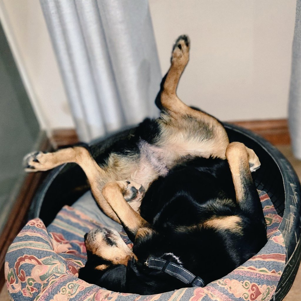 Rottdoglife's tweet photo. I'm not here to impress people, I'm here to enjoy life. 😉 🐕 #rottweilerdoglife #dogs #impression #life #love #live  #rottweilers #Twitter #instagram https://t.co/vMBKuyB3NS