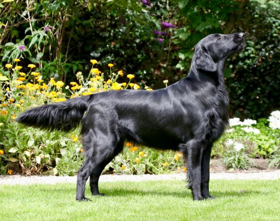 athen_aether's tweet photo. I keep alluding to 'I can assign any ffxiv character a dog' did I ever explain to you the heavensward elf quartet tho

Haurche: Irish wolfhound
Estinien: borzoi (I know we all know)
Y'sayle: saluki
Aymeric: flat-coated retriever https://t.co/EE1pMfDaW8