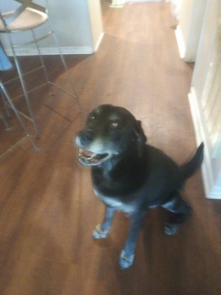 GreatestPyrene1's tweet photo. Happy Sam happy life ♥ #labrador #lab_pack #bestfriends #dogsoftwitter #dogoftheday #tweetsofdogs #animalsvideoss #456_lovely_pets #reba #RealHughJackman #hansonmusic #Dalbodog #rogerfederer #taylorswift13 #JohnMayer #Fender_Official #love https://t.co/OE0lWtsI93 https://t.co/LWHlE9doXj