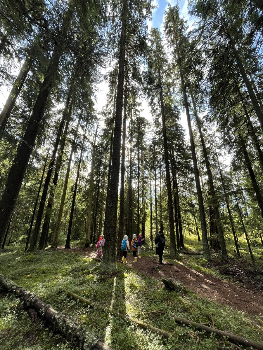 Täältä viikolta pro vinkki luonnossa liikkumiseen. Koululaisryhmälle kysymys, miten pitäisi toimia, että pitkospuilla näkisi jalkoihinsa, mutta saisi myös katsottua ympärilleen, ihailtua upeaa maisemaa. 
🙋🏼‍♂️”Kattoo sivusilmällä”, vastasi vilpittömänä pikkuisin poika 😍 #4hsuomi