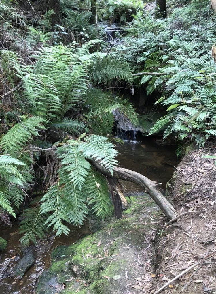 Hope Song tweet media