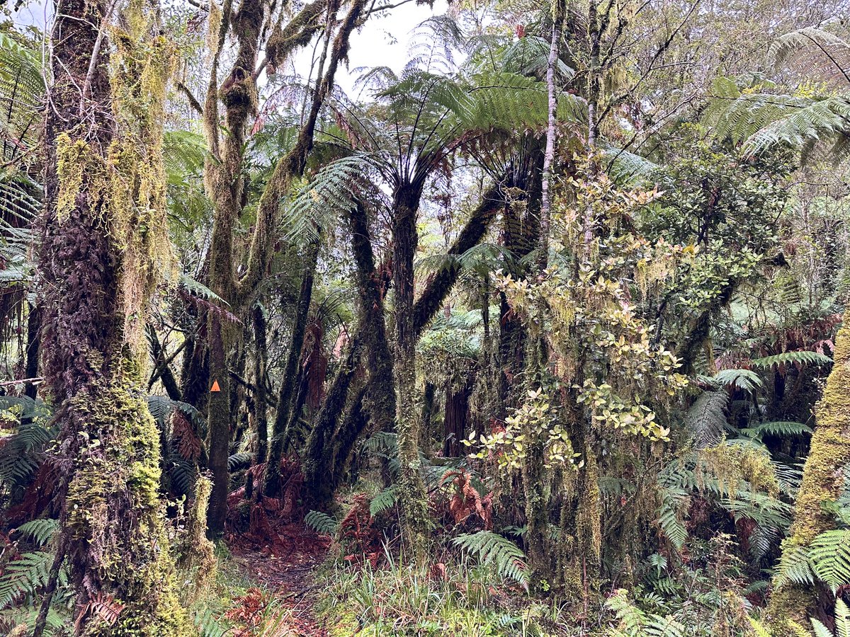 Dr Lorna Strachan 🌊🔨 tweet media