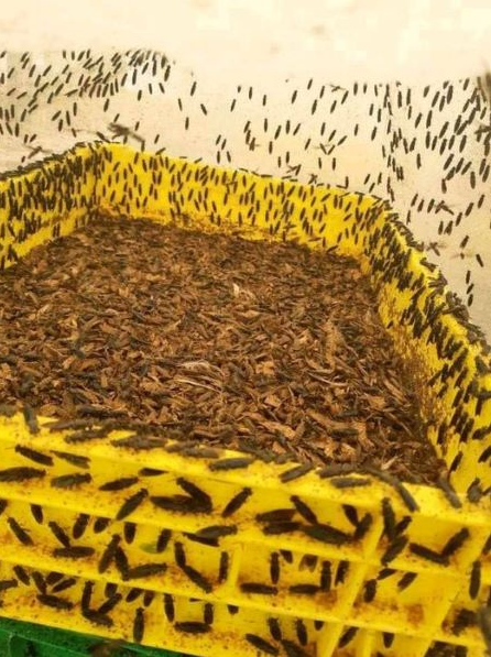 ACIARAfrica's tweet photo. #DYK that “95% of🐟 &amp;🐖#farmers are actively looking to📉 their production costs by incorporating insects into their animal diets? In🐔, insect-supplemented diets📈 laying life by 62%,” ~ Dr Chrysantus Tanga, Head of @icipe's INSEFF prog.
https://t.co/akMLatK9JN via @FarmersAfric https://t.co/UxggiwcAbi