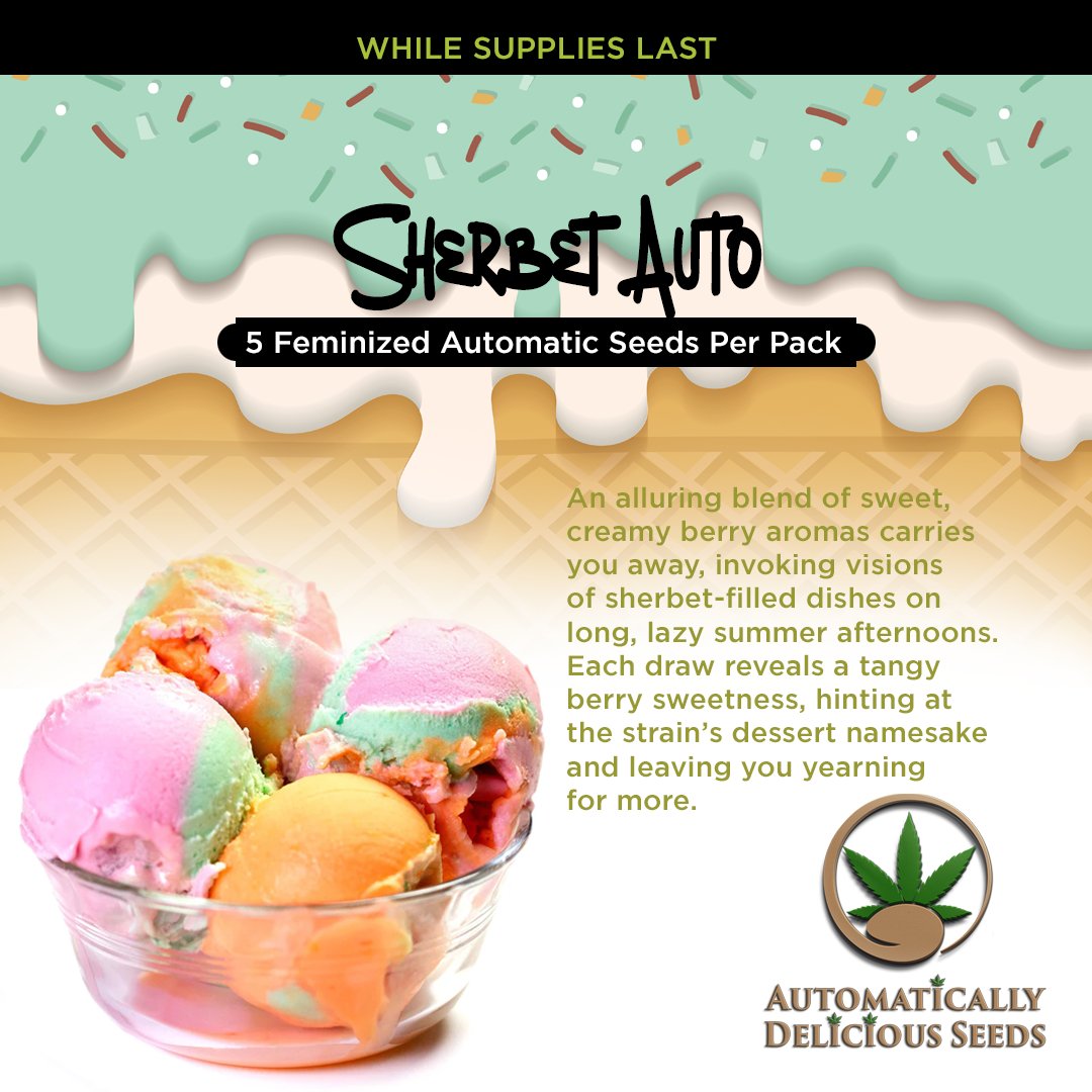 AutoDelish's tweet image. Igniting Sherbet Auto is an immersion into a world where the scents of a summer dessert buffet come alive: bit.ly/auto-delish-se… 

#Cannabis #CannabisCommunity #cannabislife #420community #420friendly #420Life #cannabisgrowers #seedsherenow #Bitcoin #Crypto #autodelish