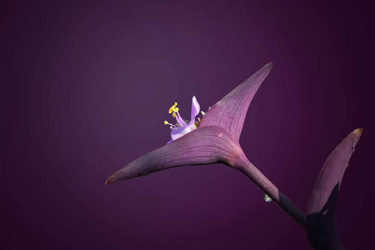 amitdabasphotos's tweet photo. Editing process
1. Original image
2. Removed unnecessary elements
3. Play around with background (color/tones etc)
4. Not necessary but you can add some overlays like dust particles or Bokeh

#photoedit #editing #photoshop #psedit #flowerphotography #flower #naturelover #IndiAves https://t.co/2topmwCpVc