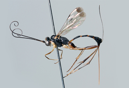 Zootaxa's tweet photo. Revision of the genus Leptobatopsis Ashmead, 1900 (#Hymenoptera, Ichneumonidae, Banchinae) from #Japan, with some taxonomic notes of Asian species
---A key to the Japanese species of this genus is proposed.
https://t.co/pIxdPAFCIZ
#Taxonomy https://t.co/htXZ9isAxC