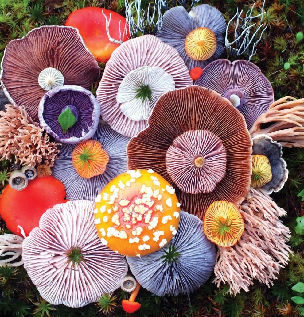 'Mushroom Medley' by photographer and artist Jill Bliss #WomensArt #September1st