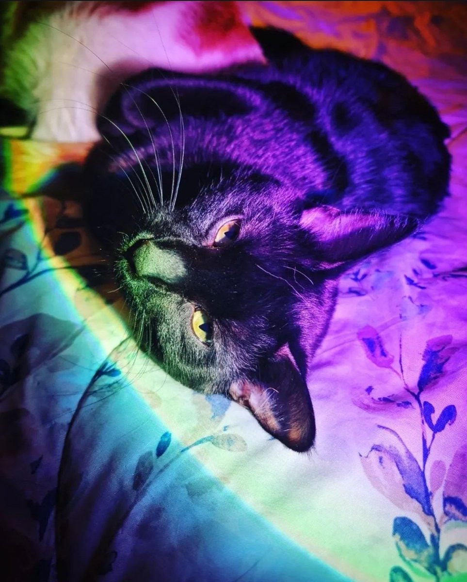 Loafovbread1's tweet photo. Enjoy this handsome boy 😎 https://t.co/PgnGjVTpqi